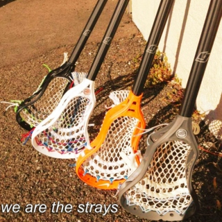 we are the strays