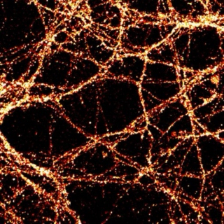 neuron connections