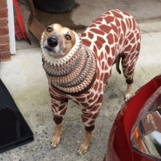 Like This Dog I Am Wrapped Up And Snug. Not In Giraffe Print, But In You
