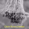 Grey Sunflowers