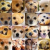 Dog or Muffin?