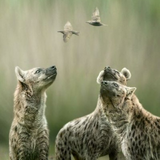 The Hyena and the Jaybird ~ Side B