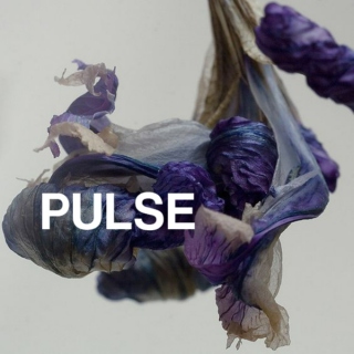PULSE | Moicy