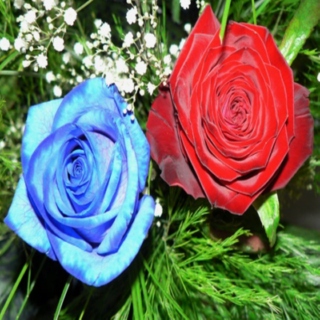 blue roses and bloody petals