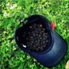 ♈ blackberries in a velvet hat ♈