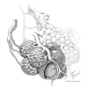 Alveoli - The anatomy study playlist
