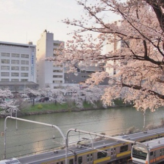 cherry blossom dream