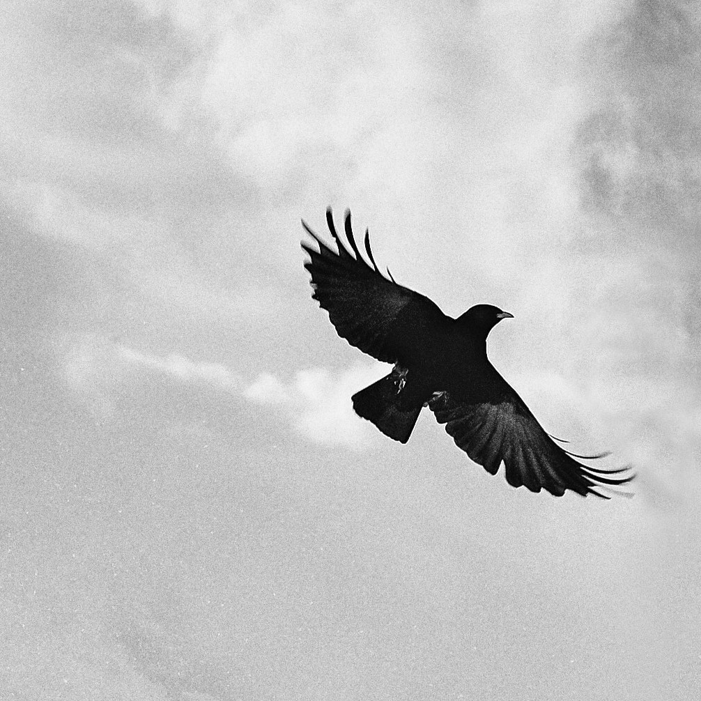 Кружатся черные вороны песня. Вороны в небе. Птицы в небе Эстетика. Ворон в небе. Вороны кружат.