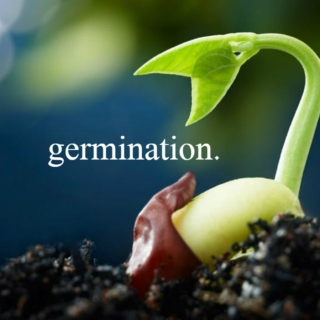 germination.