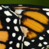  papillon monarque