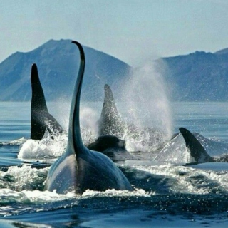 Free the Cetaceans.