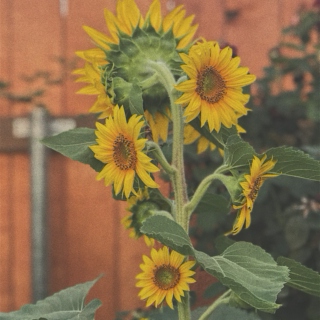 sunflowers and fake smiles.