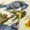 Otis Bluebird