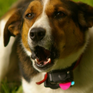 5 Best Bark Collars for Rowdy Dogs