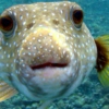 Pufferfish Subtlety