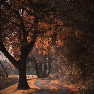 Autumn Walks 