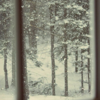 Snowfall and Cedar Trees
