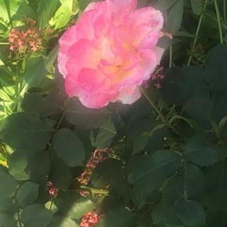 sunshine flower gumdrop