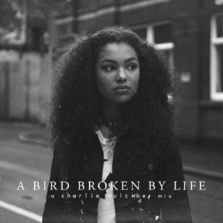 a bird broken by life