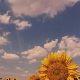☼ You're a sunflower! ☼