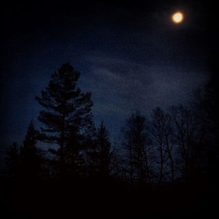 Wilderness and Moonlight