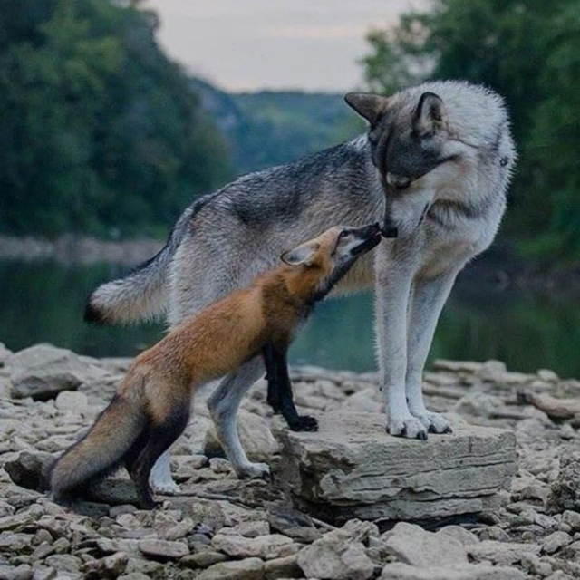 wolfy love (as opposed to puppy love)