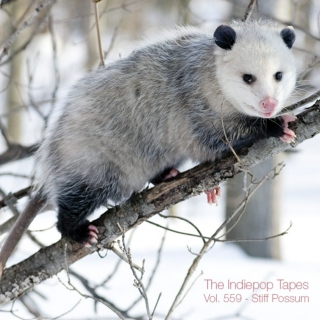 The Indiepop Tapes, Vol. 559: Stiff Possum