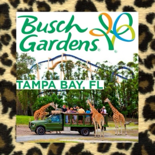 Busch Gardens: Tampa Bay