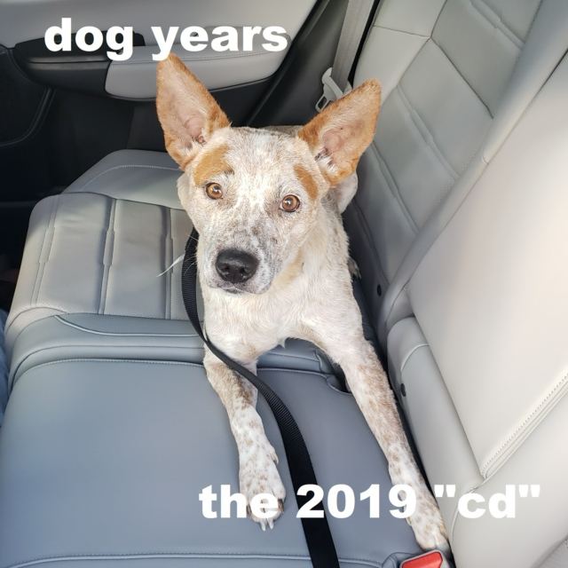 The 2019 CD: Dog Years