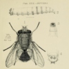 Brundlefly