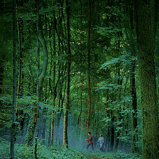 Walking Through A Magical Forest
